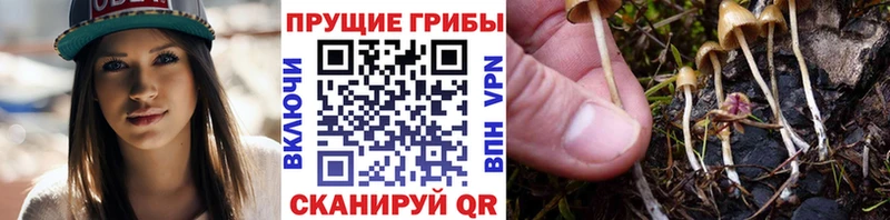 Псилоцибиновые грибы ЛСД Домодедово